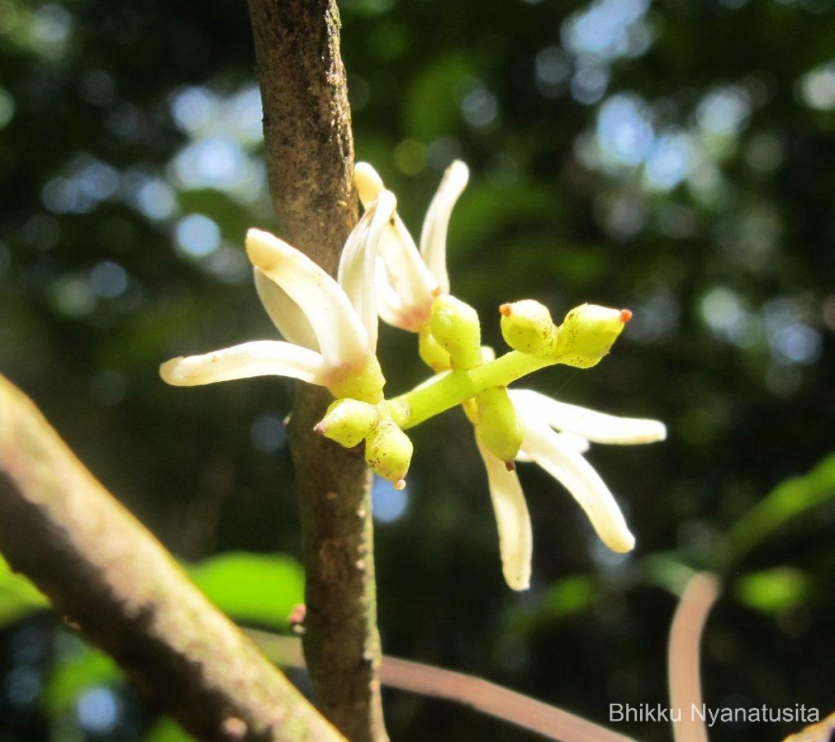 Chionanthus albidiflorus Thwaites